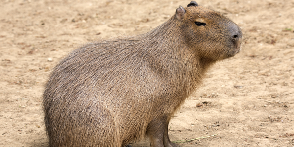 capivara 